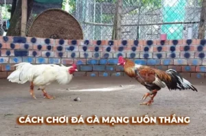Bật Mí Cách Chơi Đá Gà Sabong Tại W388 Ăn Tiền Thưởng Cực Kỳ Đã Tay
