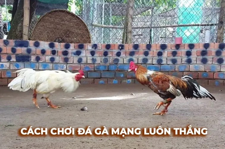 Bật Mí Cách Chơi Đá Gà Sabong Tại W388 Ăn Tiền Thưởng Cực Kỳ Đã Tay