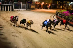 Đặt Cược Đua Chó W388 Thắng Lớn Mỗi Ngày Dành Cho Các Tân Thủ