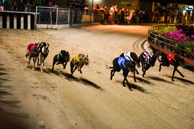 Đặt Cược Đua Chó W388 Thắng Lớn Mỗi Ngày Dành Cho Các Tân Thủ