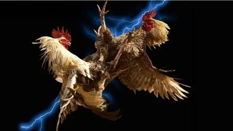 Trải Nghiệm Cá Cược Đá Gà W388 Đỉnh Cao Thỏa Mãn Đam Mê Kê Thủ